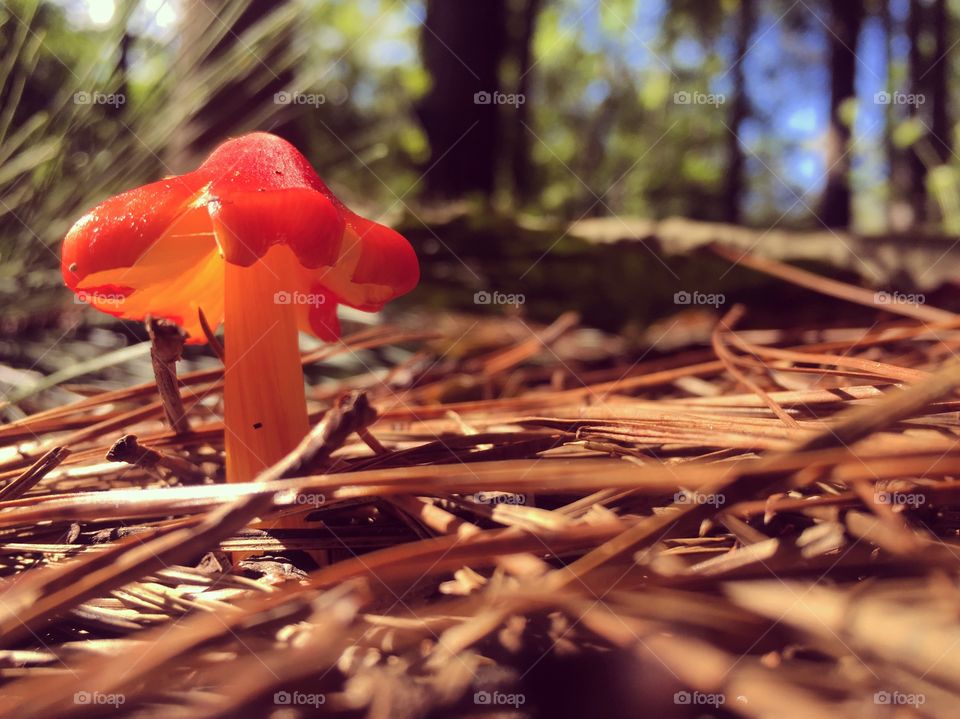 Croatan Forest Mushroom, Fall 2016