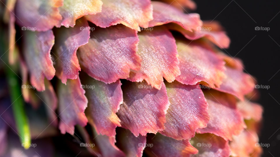 Close up shot of pine cone