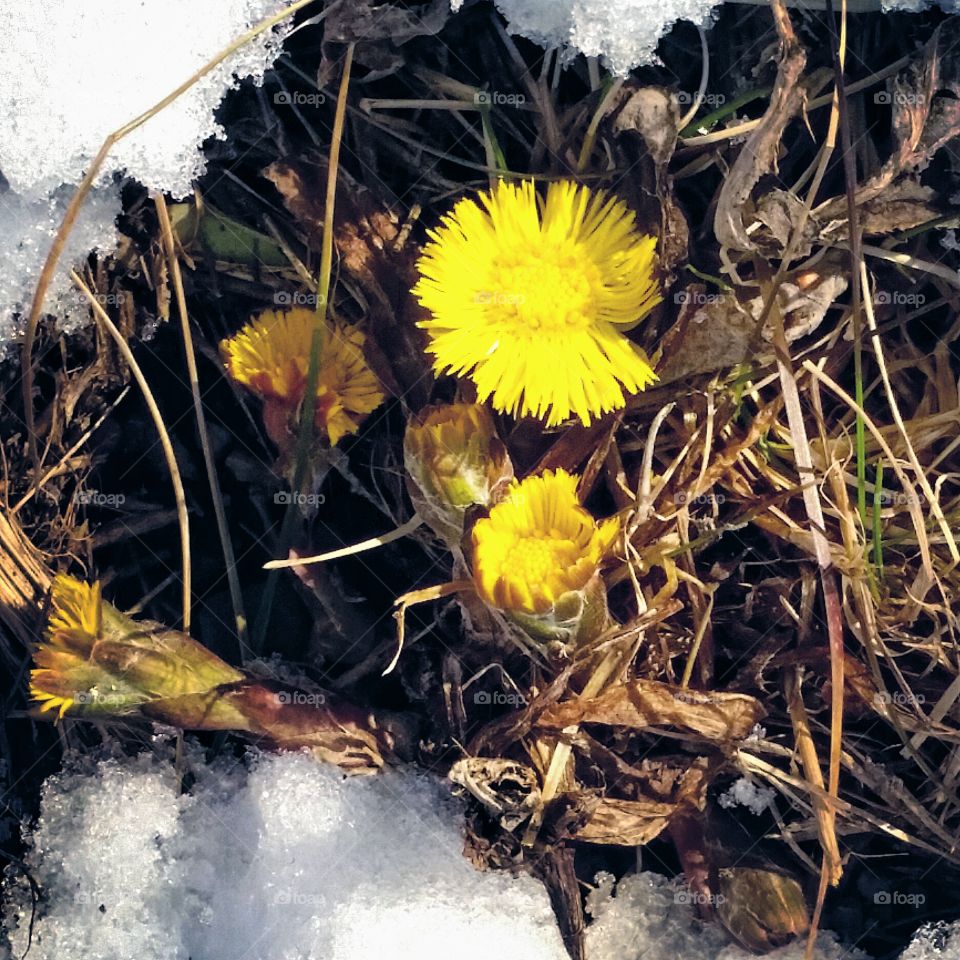 The first sign of spring!