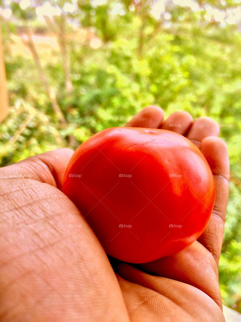Close-up of a person holding fresh red tomato