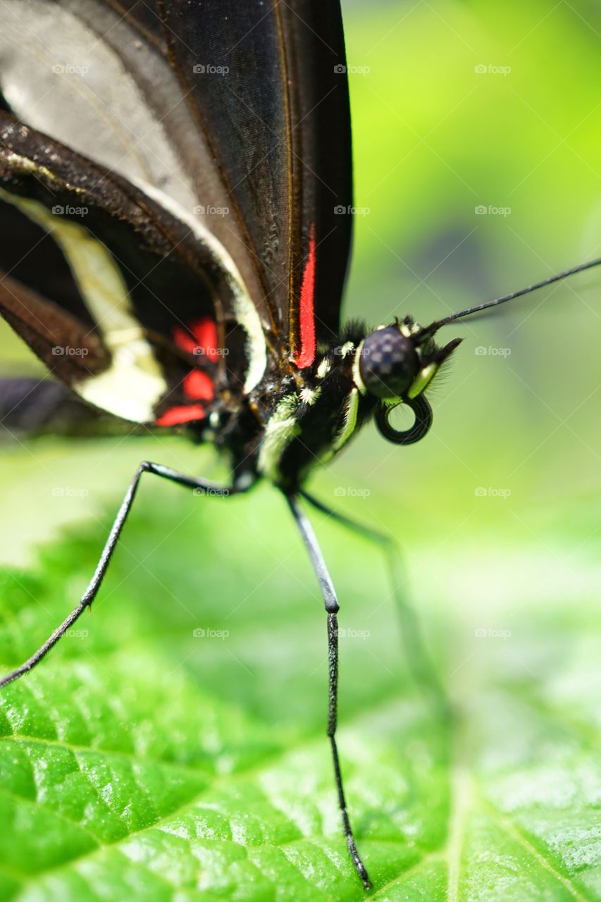 Tropical Butterfly
