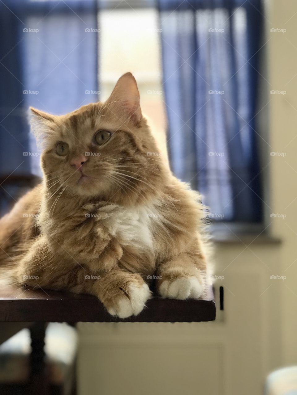 Cute Maine coon cat on a table