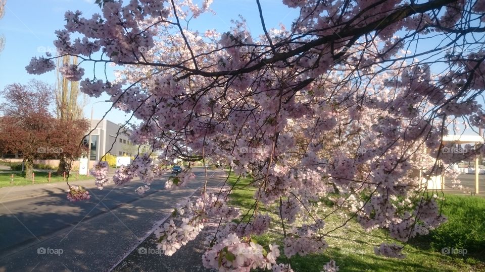 cherry blossom branch hanging over a road