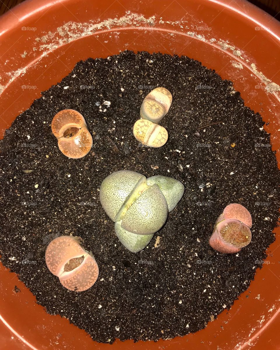 Cute ugly lithop living stone plants in pot with soil 
