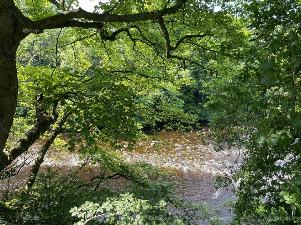 River water looking very coppery coloured today as the sun lights it up and it’s very twinkly 