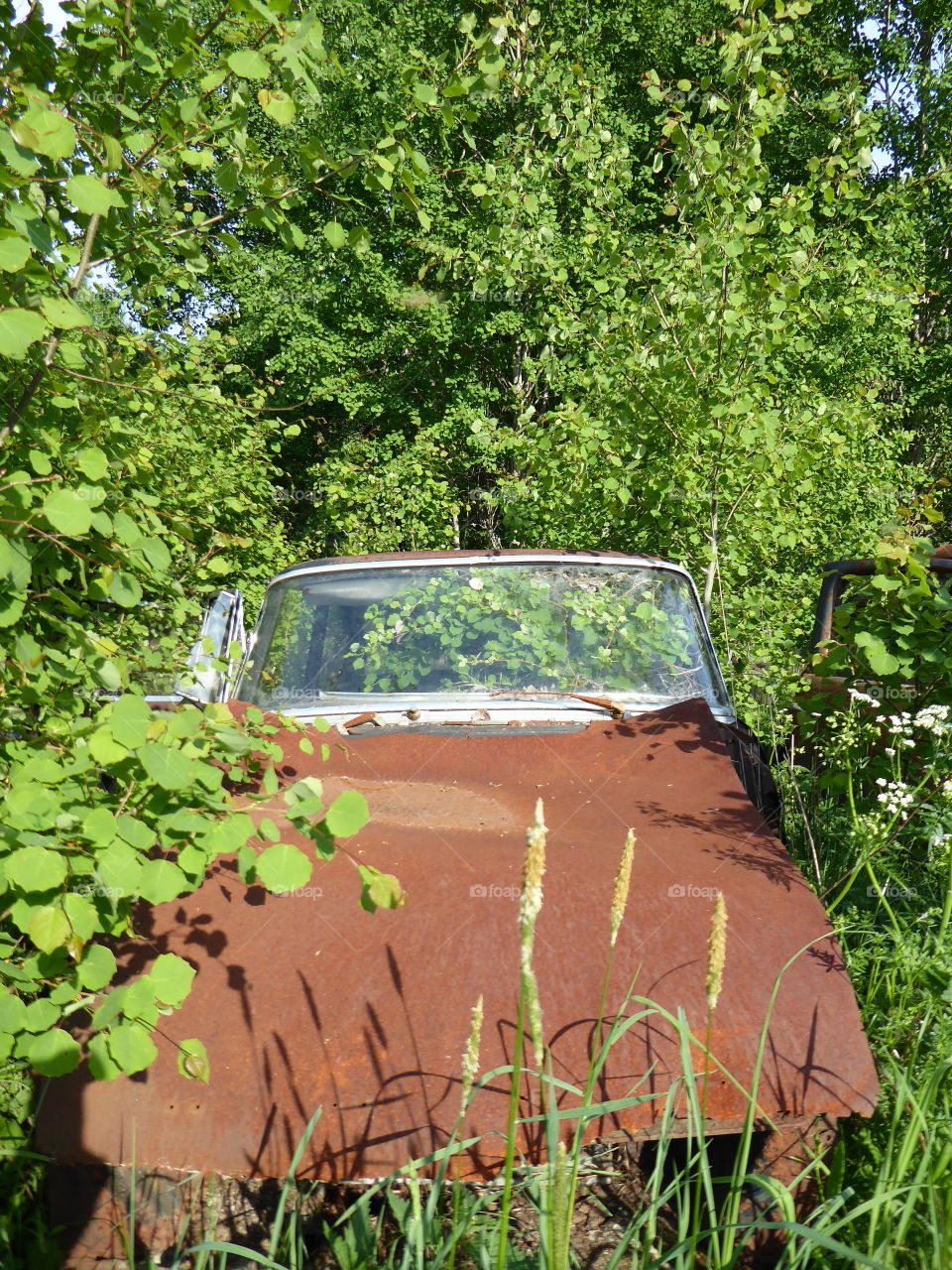 Nature and car