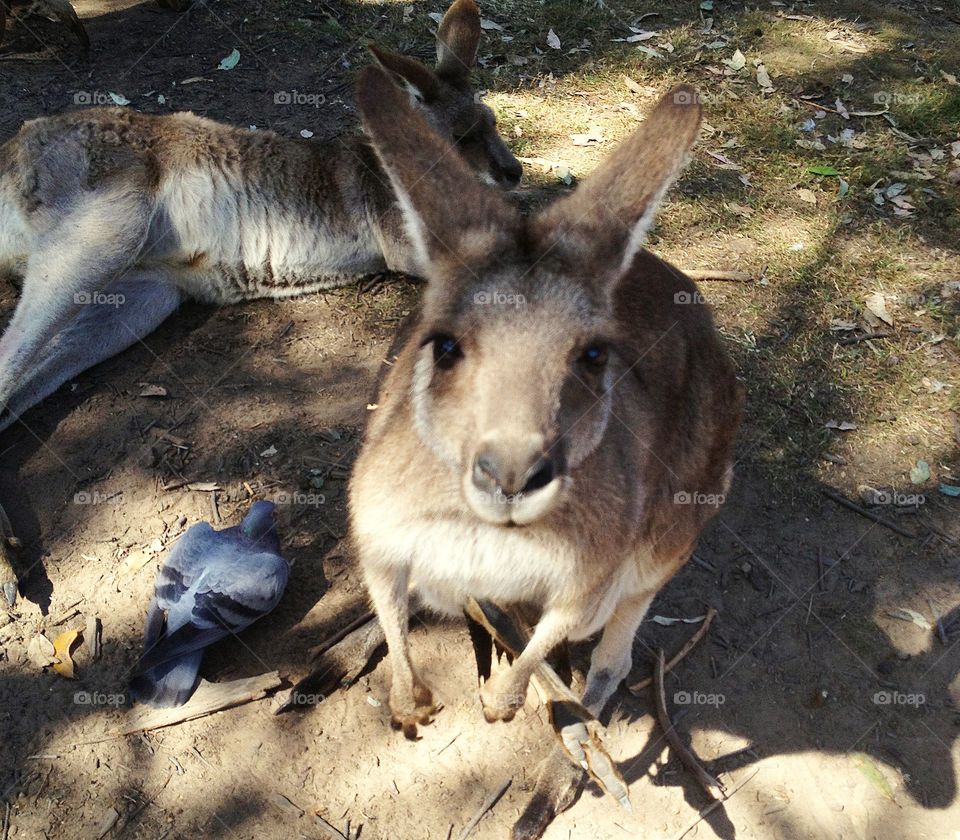 Got Food?
Kangaroo at Lone Pine Koala Sanctuary
Brisbane, Australia