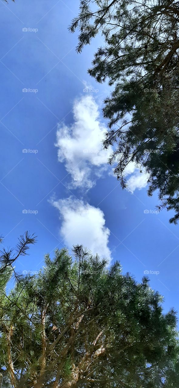 голубое небо в облаках и верхушки елок