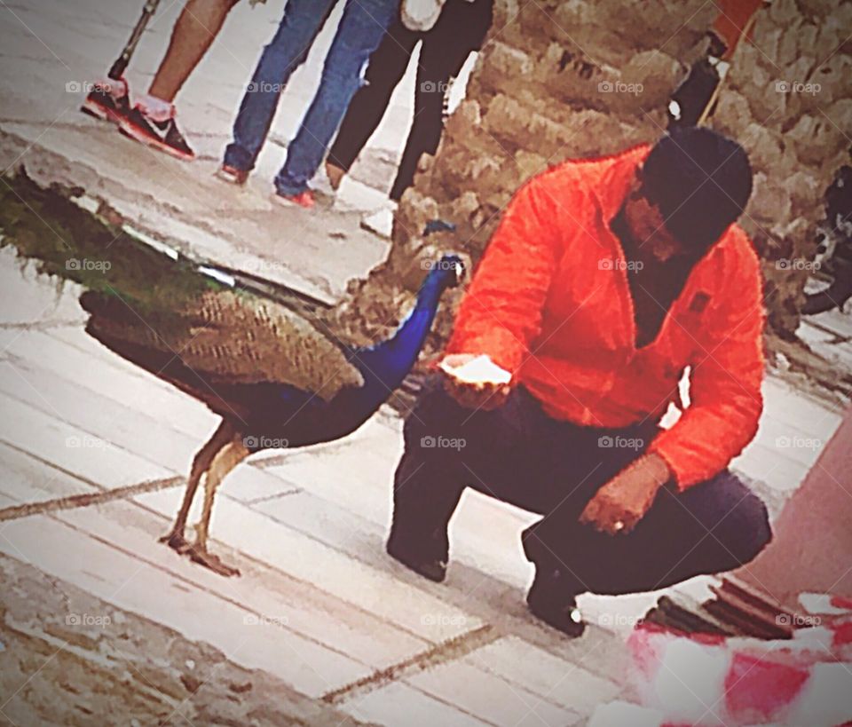 Feeding peacock 