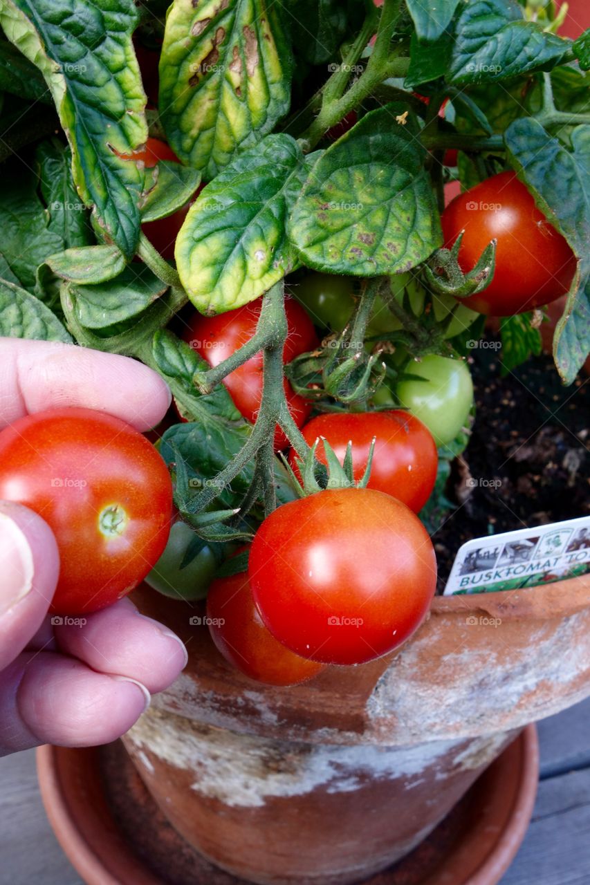 I only planted one tomato plant but it is full of tomatoes and the taste delicious.