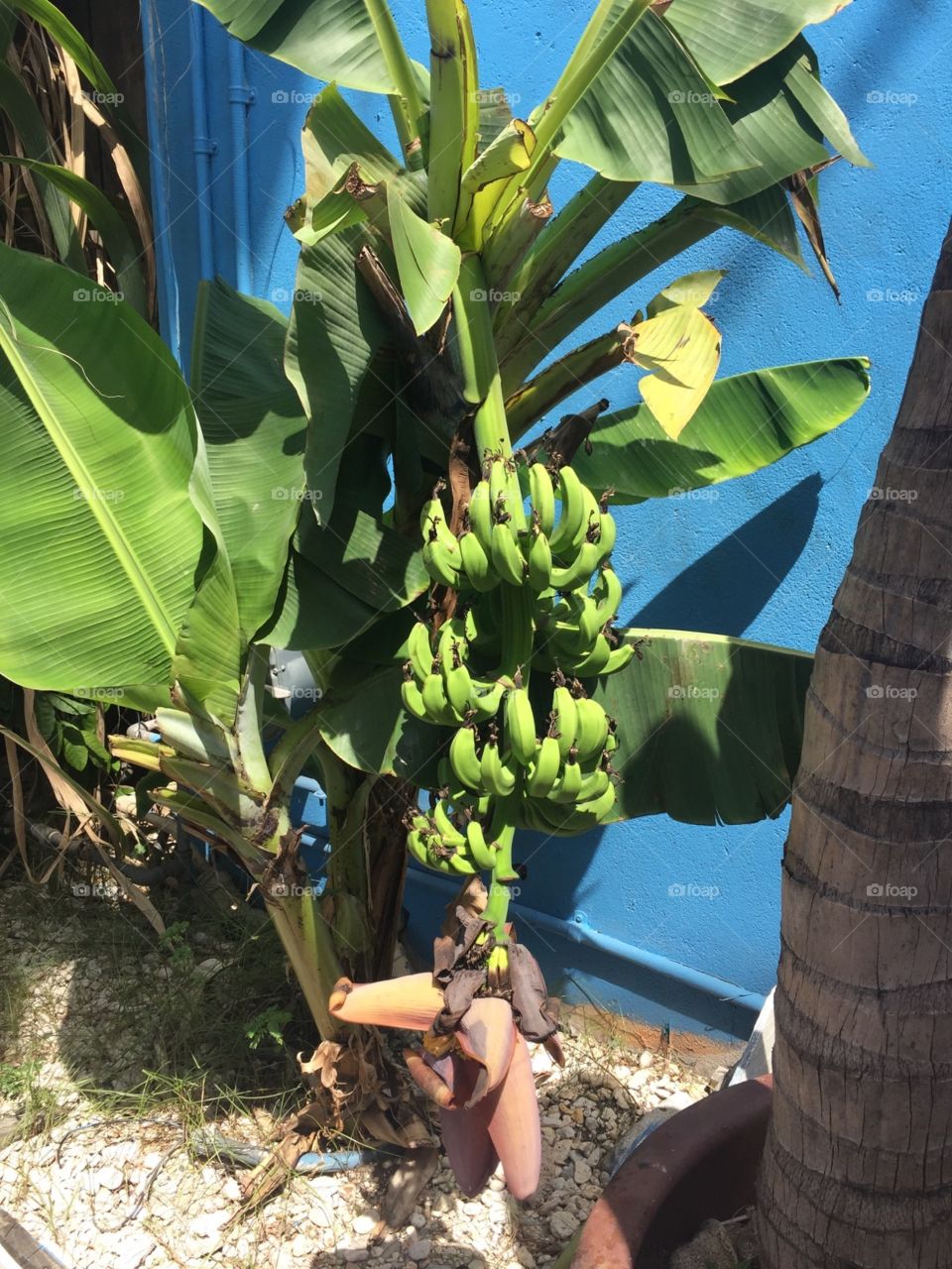 #fruit #food #plant #bananas #tropical 