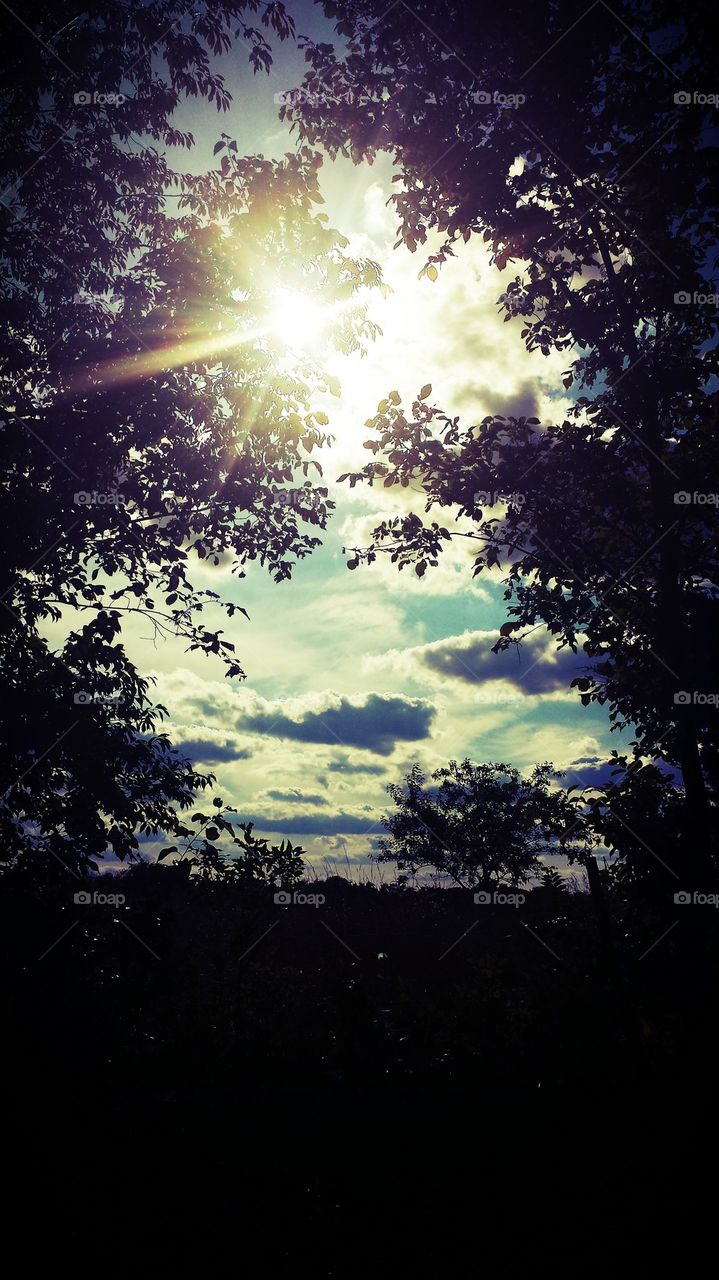 Shine through the Trees