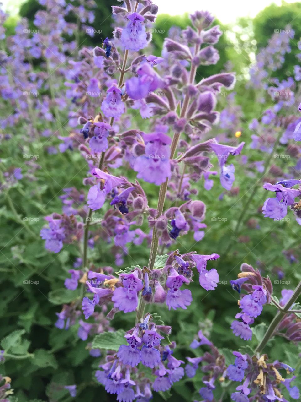 Close-up of purple flower