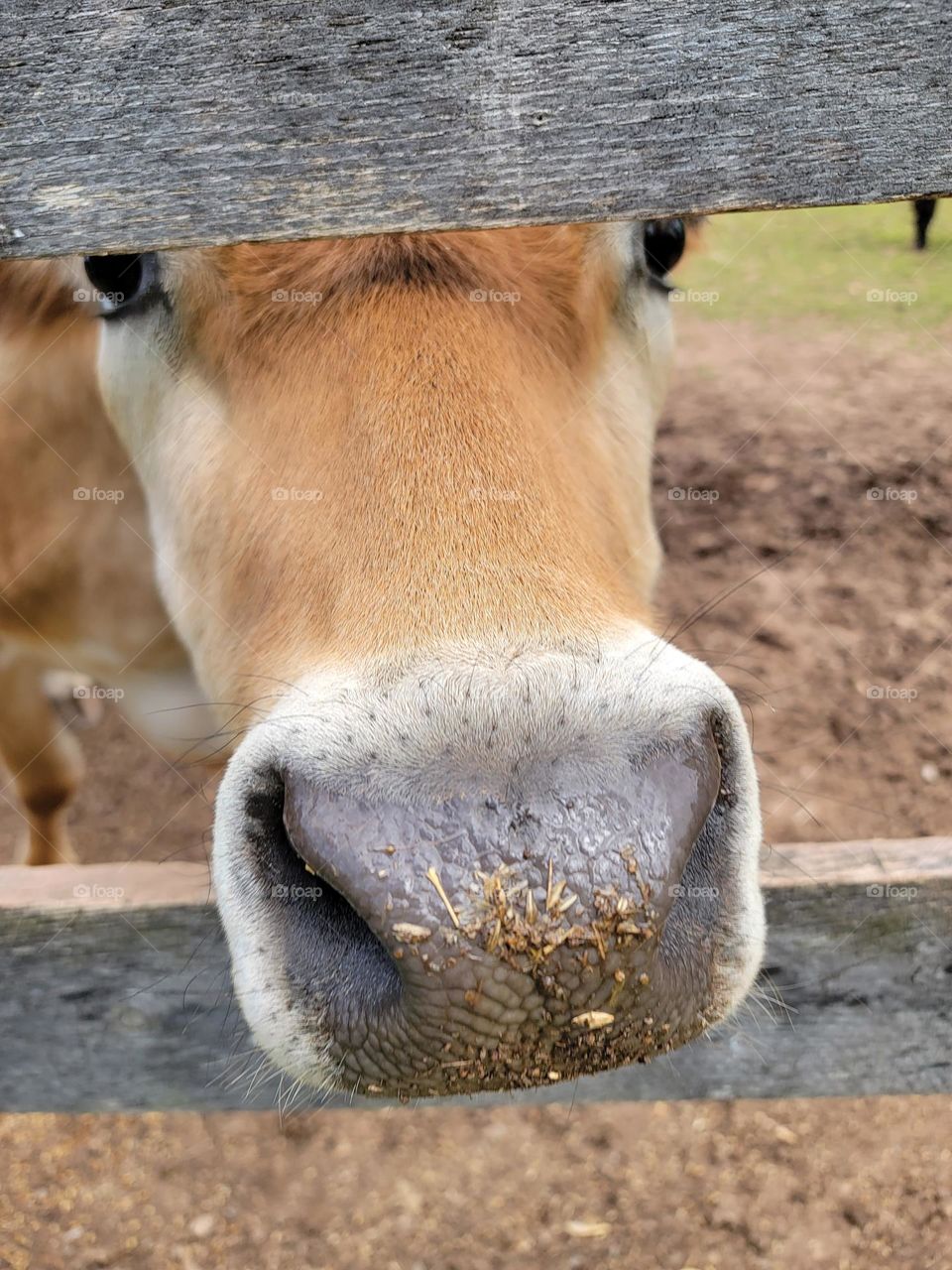 Cute cow snout poking through the wood fence on a farm.