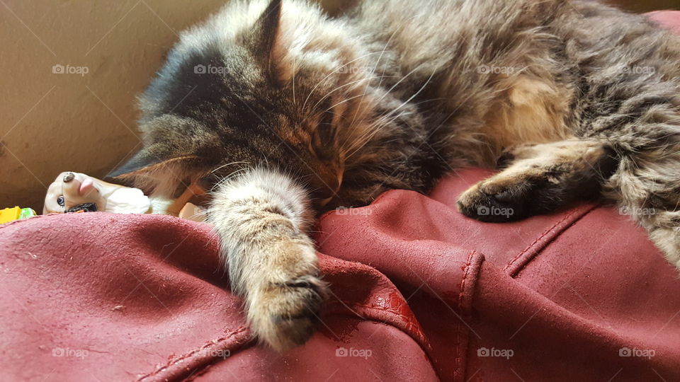 Bonnie the Maine Coon being lazy