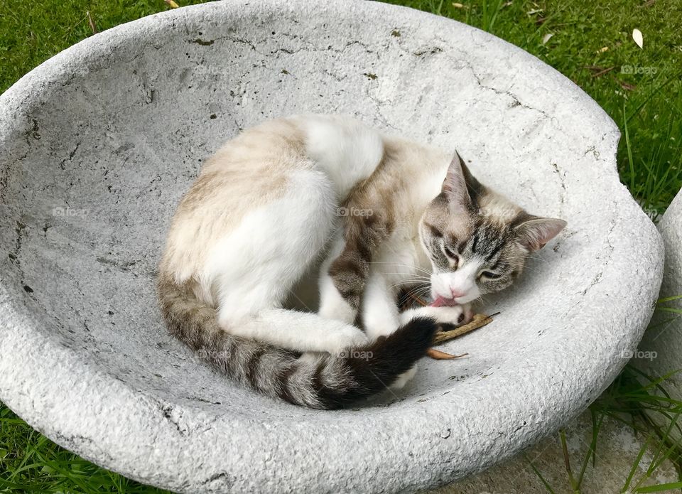 Cat Neve resting and licking in a marble bowl