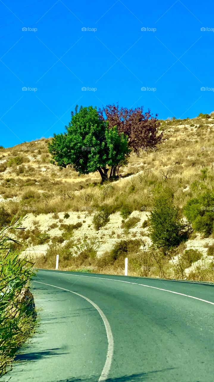 Lonely Tree on the road of Omodos Cyprus September 2020