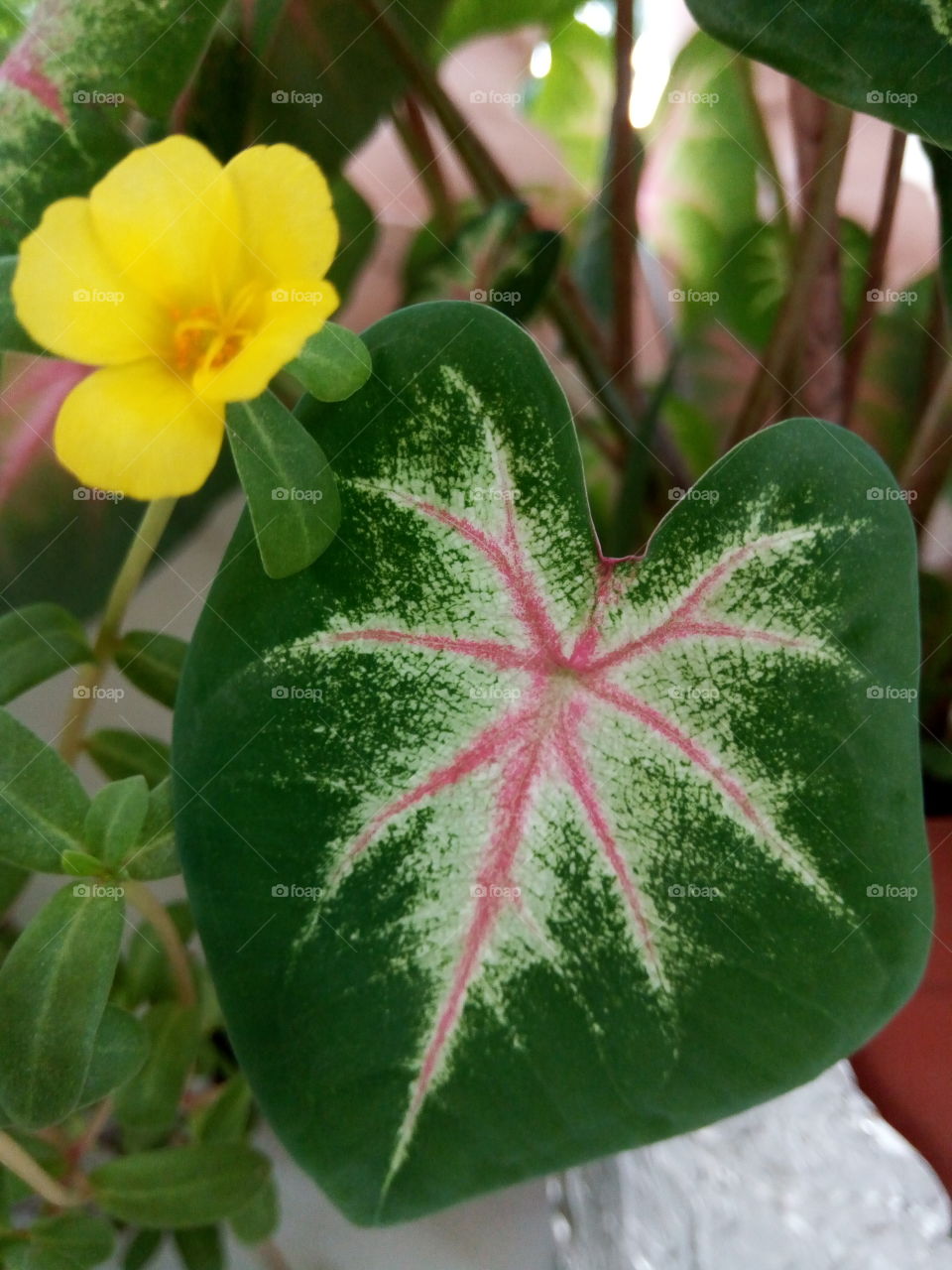 Leaf, Flora, Nature, Flower, Tropical