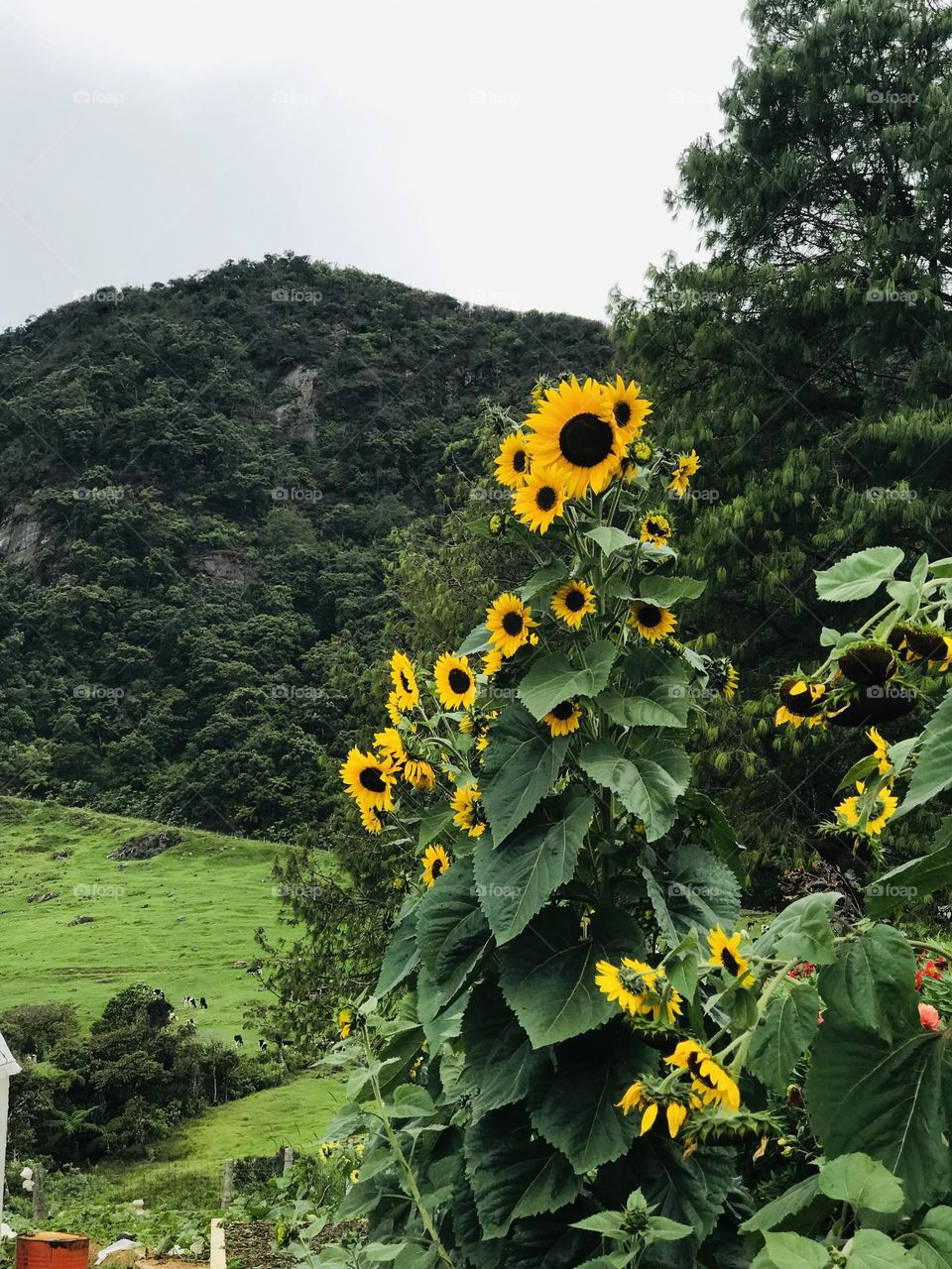 Most beautiful sunflowers in my garden 
nature❤💖