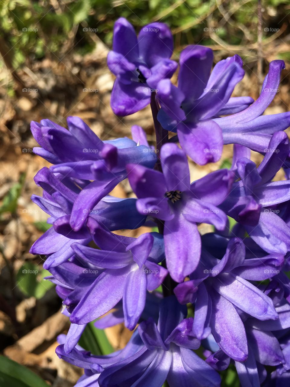 Hyacinth closeup