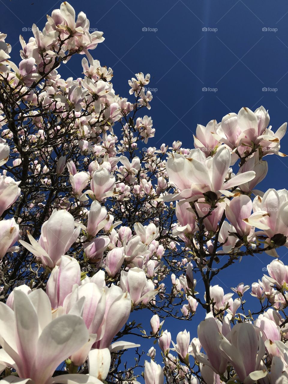 Magnolia blossom spring