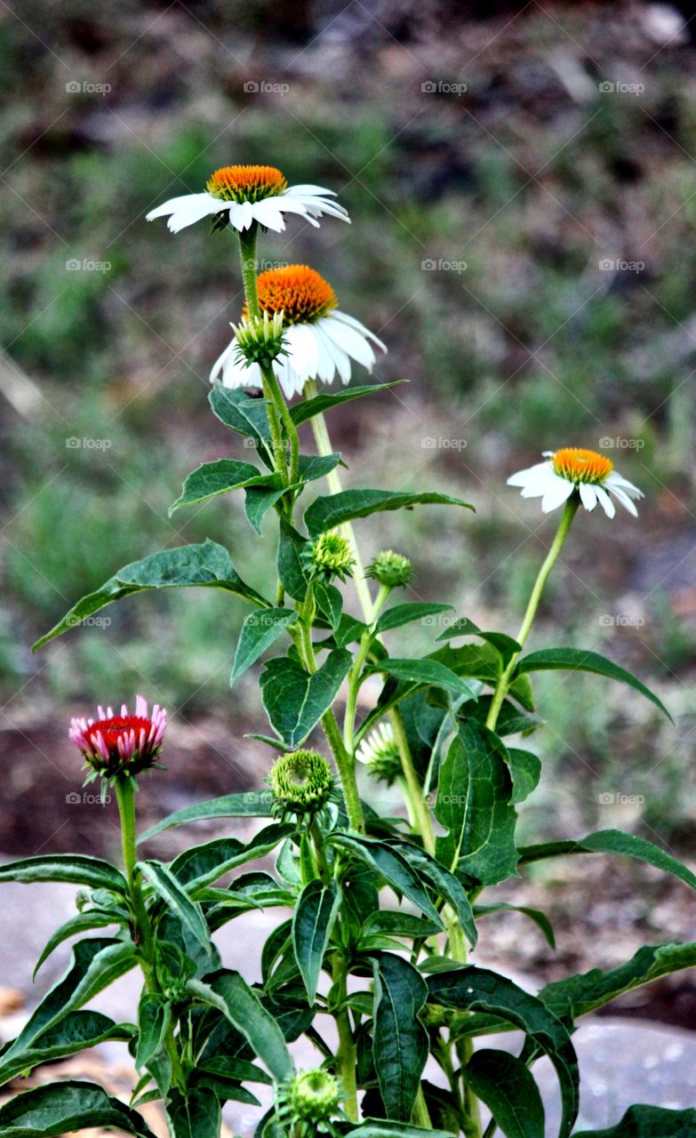 Coneflowers blooming at outdoors