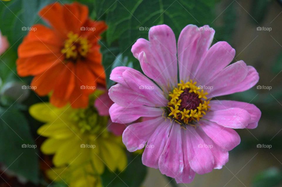 Close-up of flowers