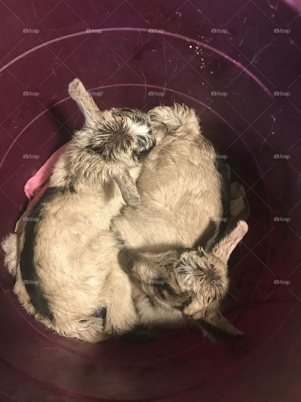 Goats in a tub 