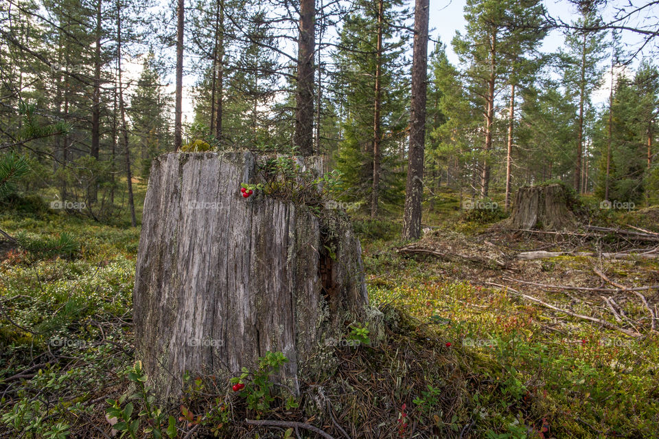 tree stalk with berries 