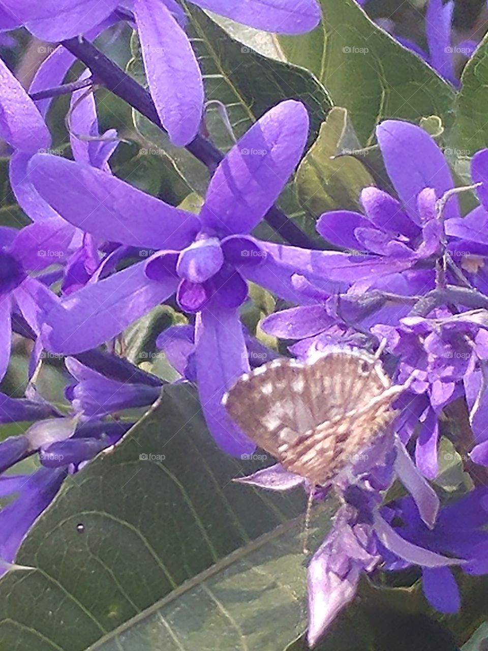 A common blue butterfly settling down on a flourishing blooming lilac blue Petrea shrub.