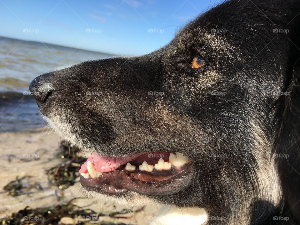 Peter bird watching; profile border collie 