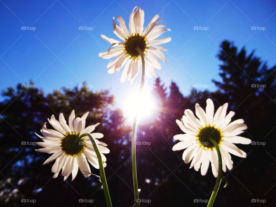 3 daisy flowers facing the sun ground view with bright blue sky and tree line