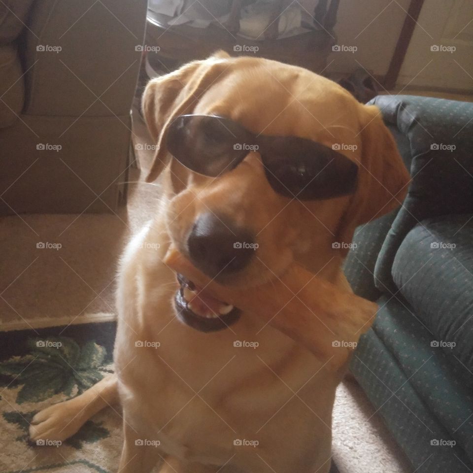 cool pup