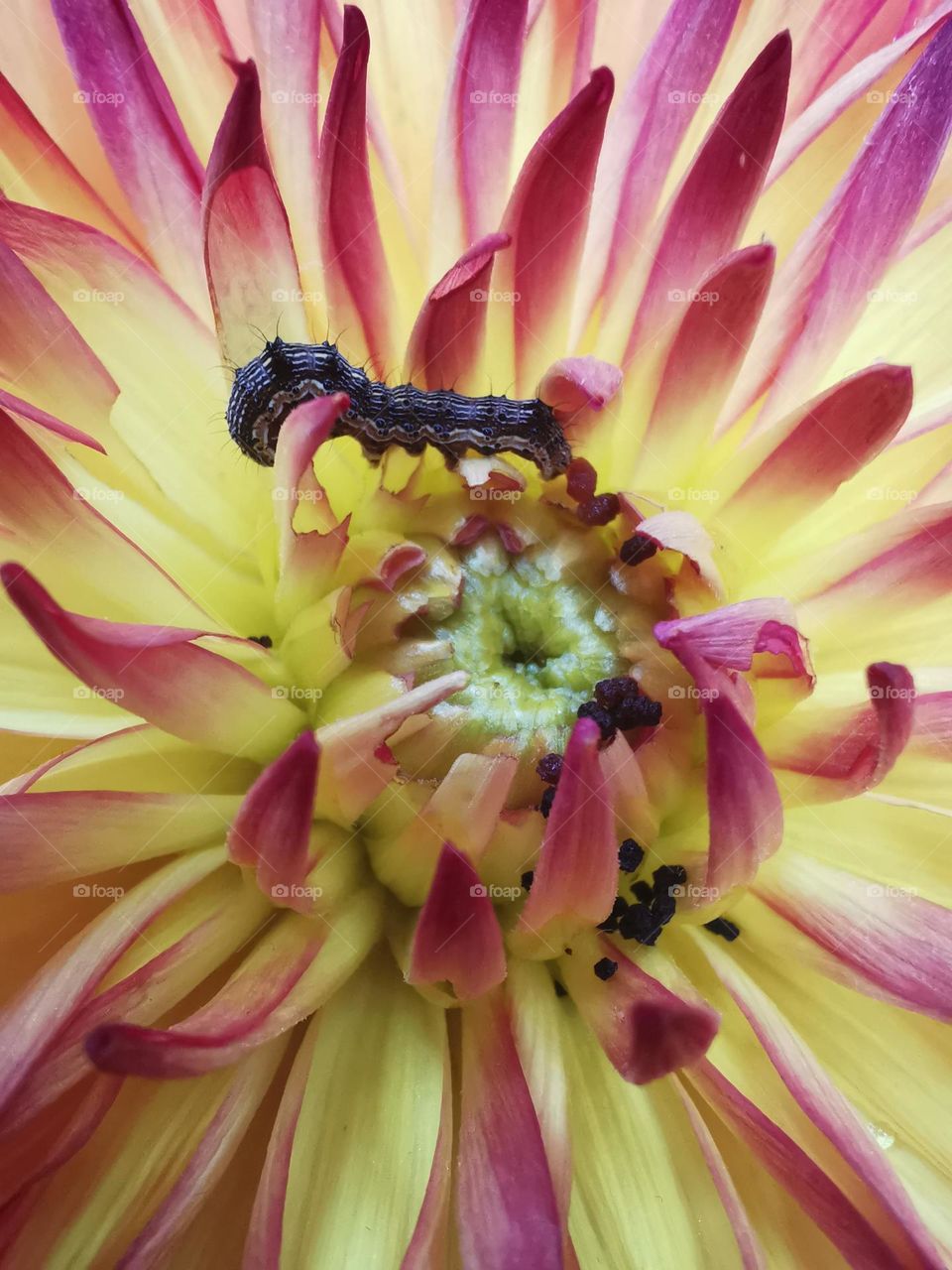 Caterpillar in Dahlia