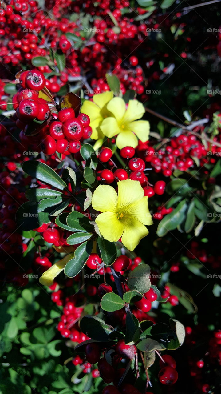 Red and Yellow - Berries & Sour Grass
