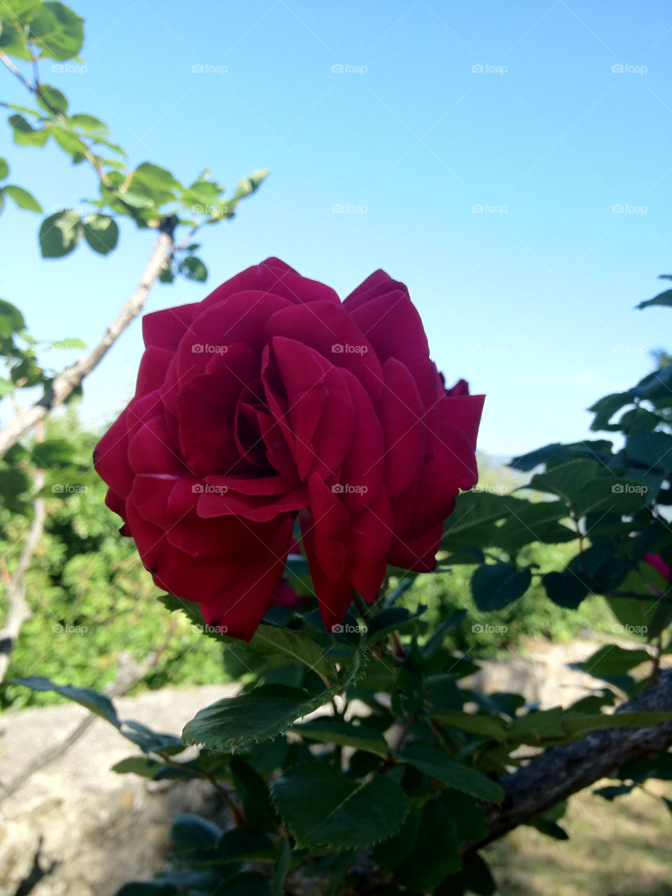 italy flower petal rose by louisit