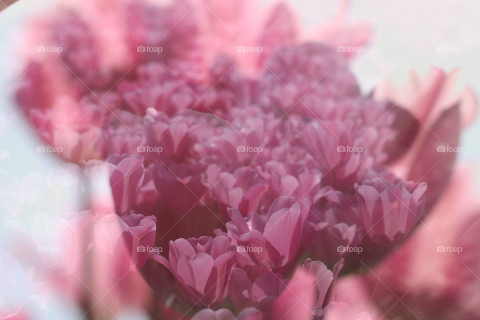 Pink Tulips