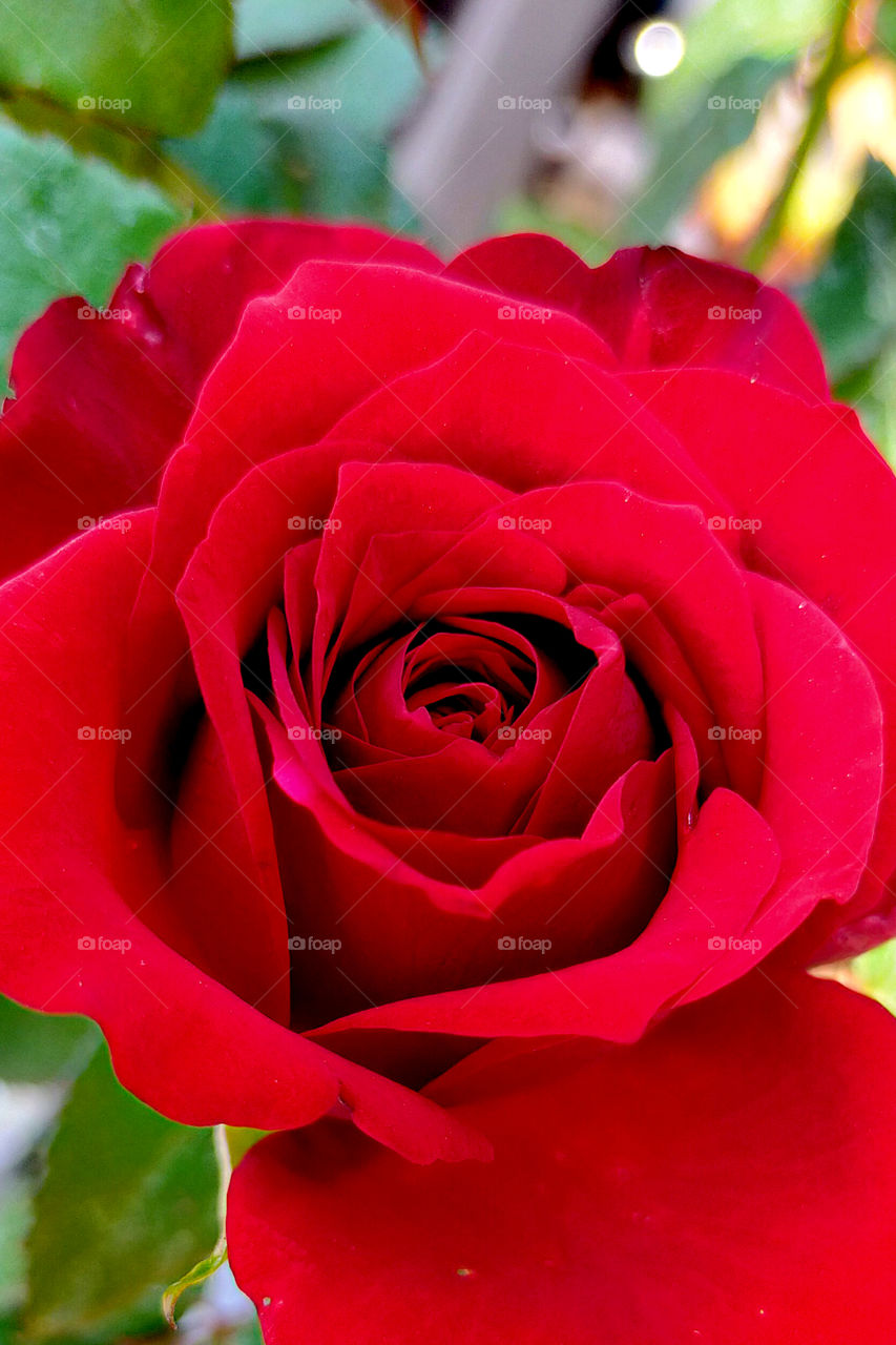 Wow, how fantastic and attractive rose it is!