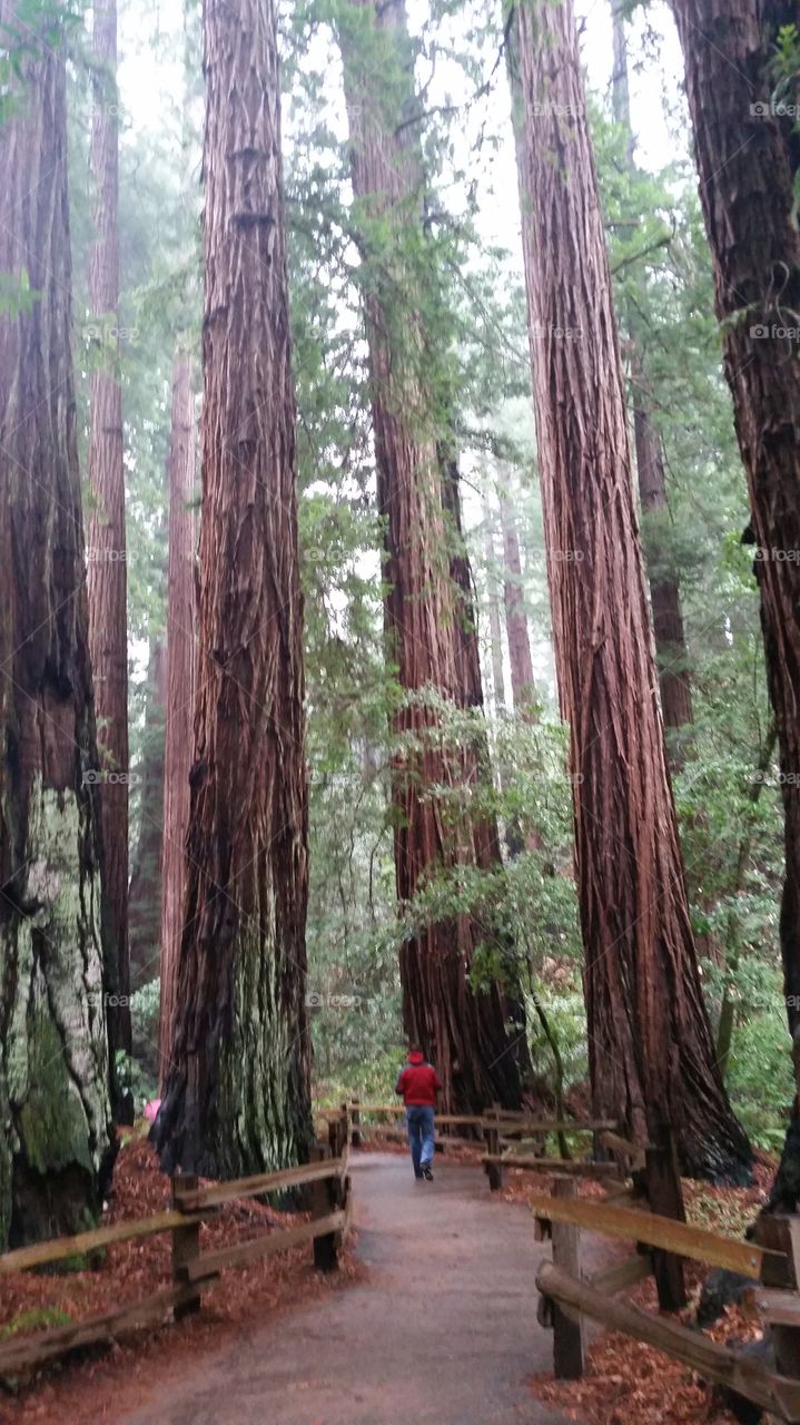 John Muir redwoods