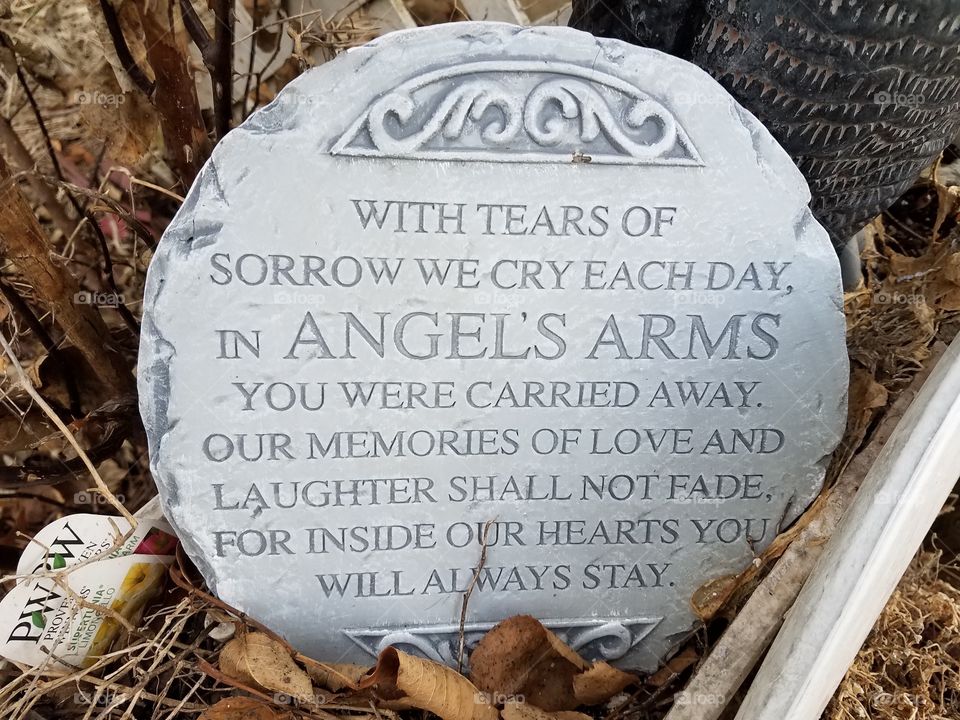 Some of the things in our yard