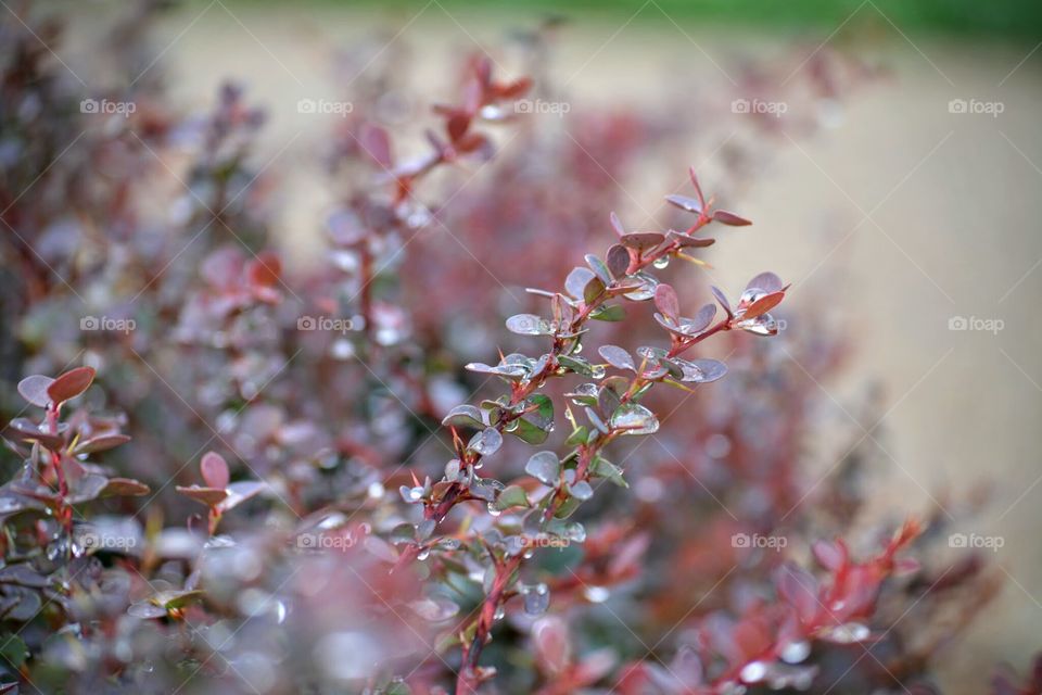 Wet Leaves in the Rain