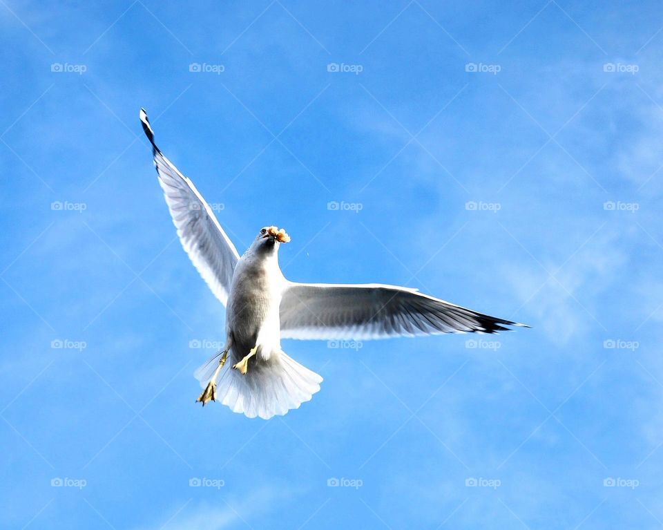 seagull flying