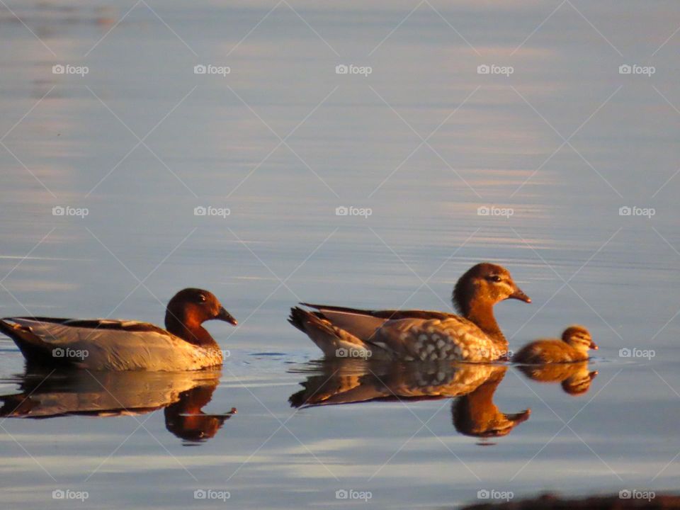 Ducks and duckling in an urban lake