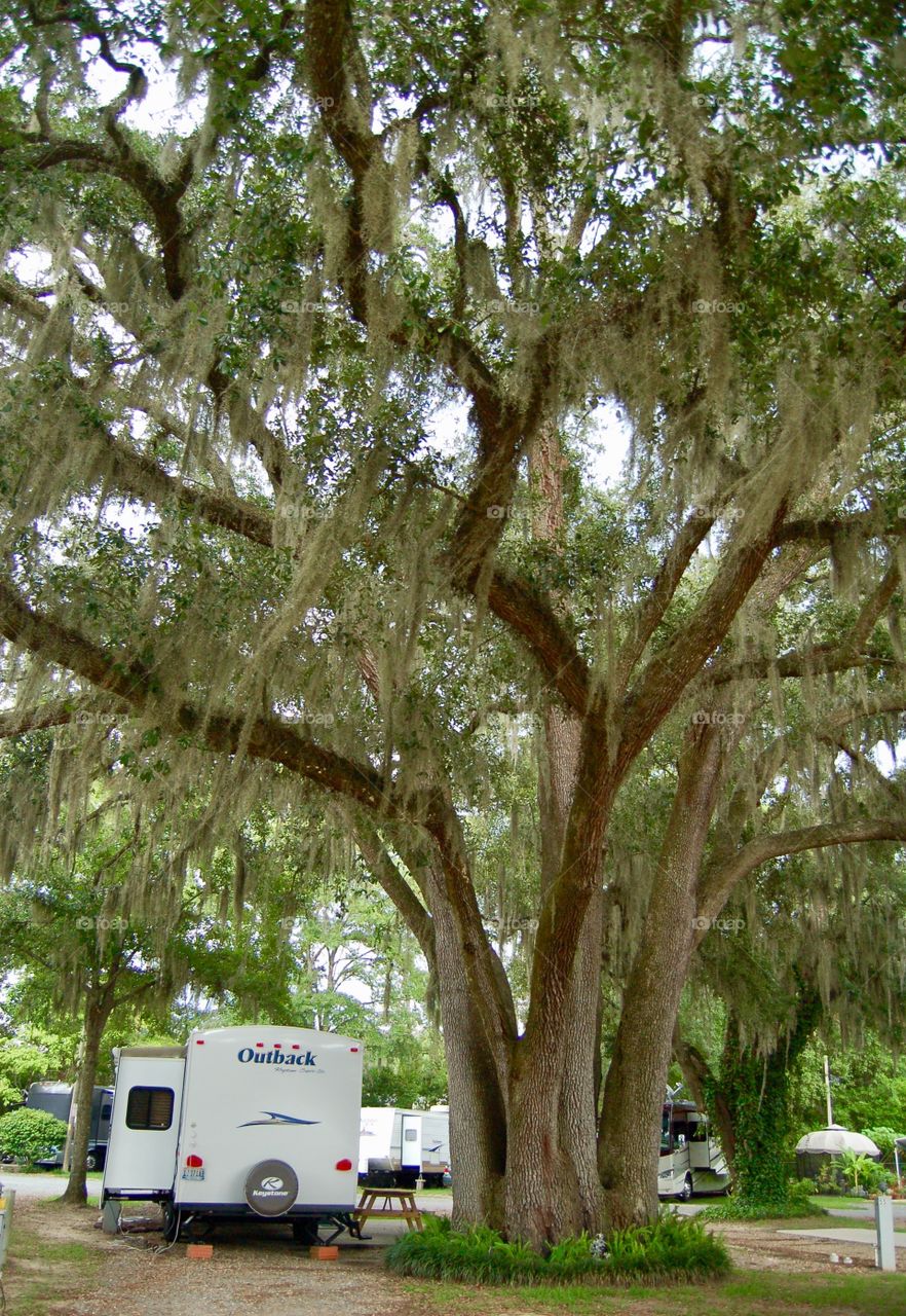Camping Under Old Tree