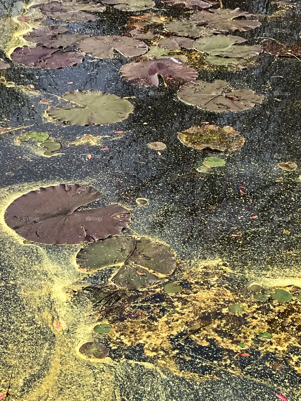 Lily Pads and Pollen sharing a lake seen while hiking