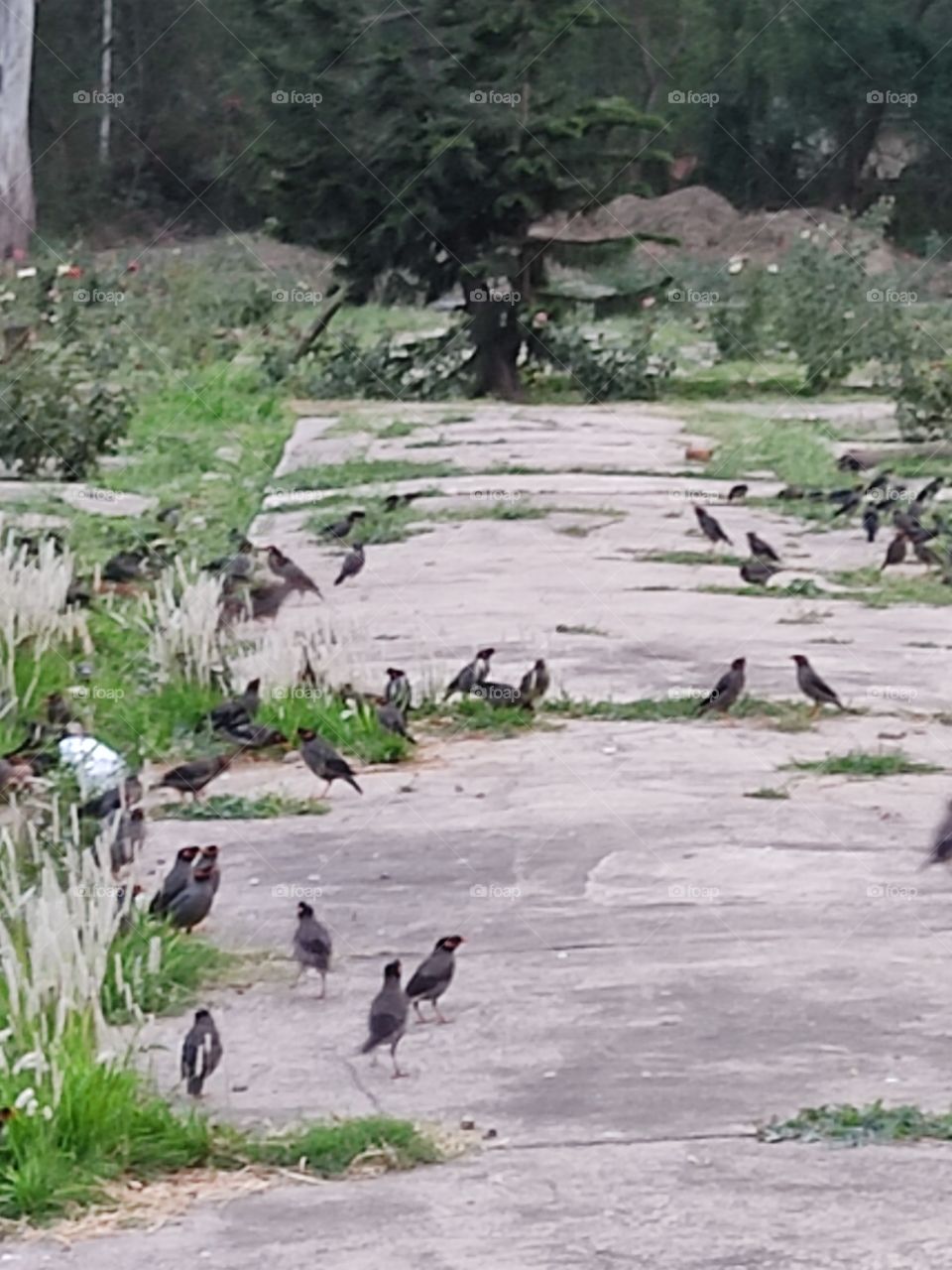 Beautiful😍 Mynahs🐦🐦🐦🐦🐦🐦🐦🐦🐦Birds.