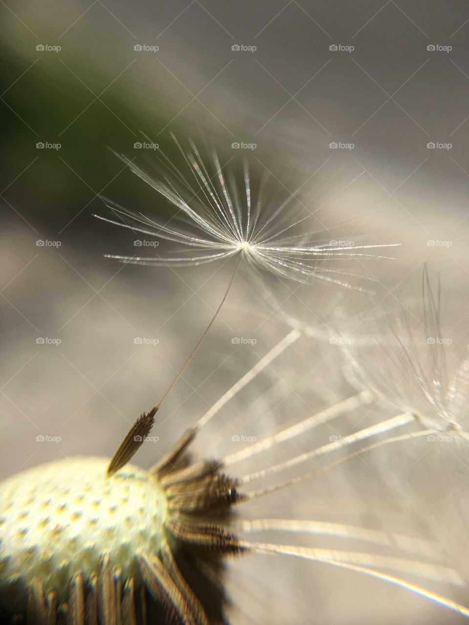 Dandelion