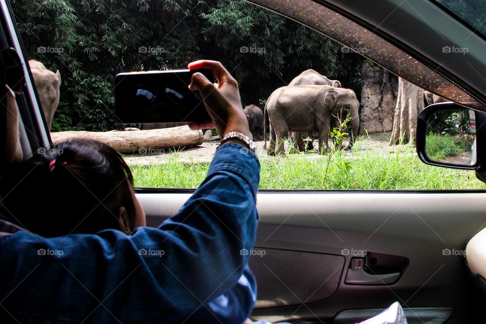 Viewing the animals from inside the car in the safari Park On a Sunny Summer Day, natural lighting.