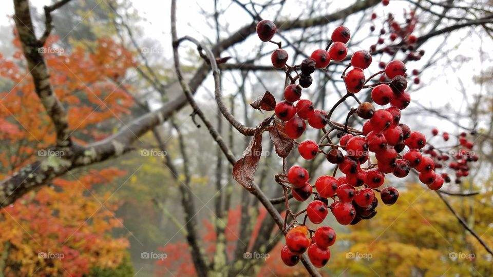 Fall foliage