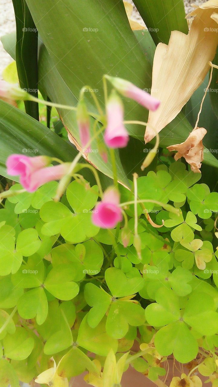 Purple flowers and green plants.